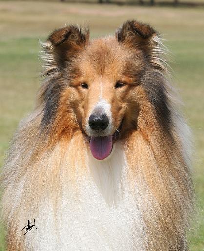 Collie Rough 9Y684D-049.JPG